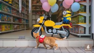 Котики и их игрушки