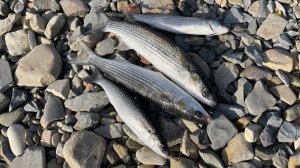 Рыбалка осенью, Чёрное море, ловля кефали, с берега на бомбарду