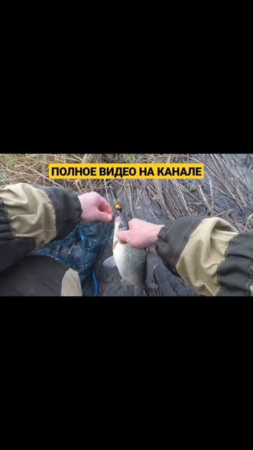ЖОР КАРАСЯ ОСЕНЬЮ #shorts #жекарыболов #ловлякарася смотреть онлайн