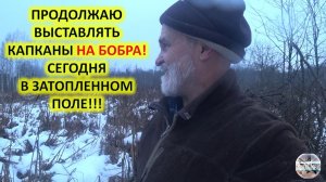 Охота на бобра с капканами. Установка капканов на бобра в затопленном поле