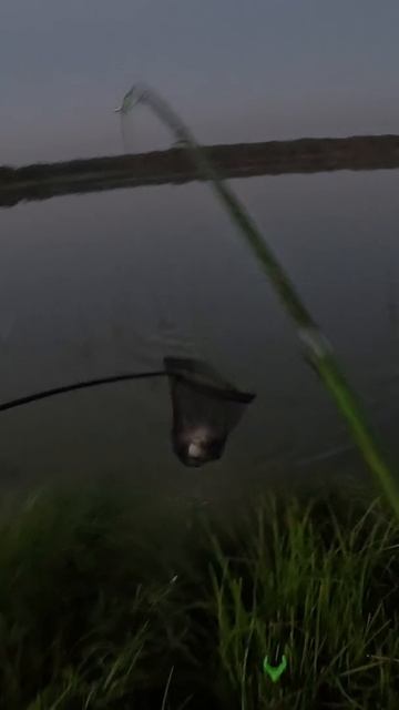 Щука атаковала карася на фидер смотреть онлайн