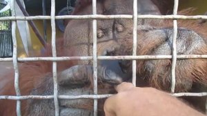 Понго делает маникюр на моих ногтях | ASMR - Груминг