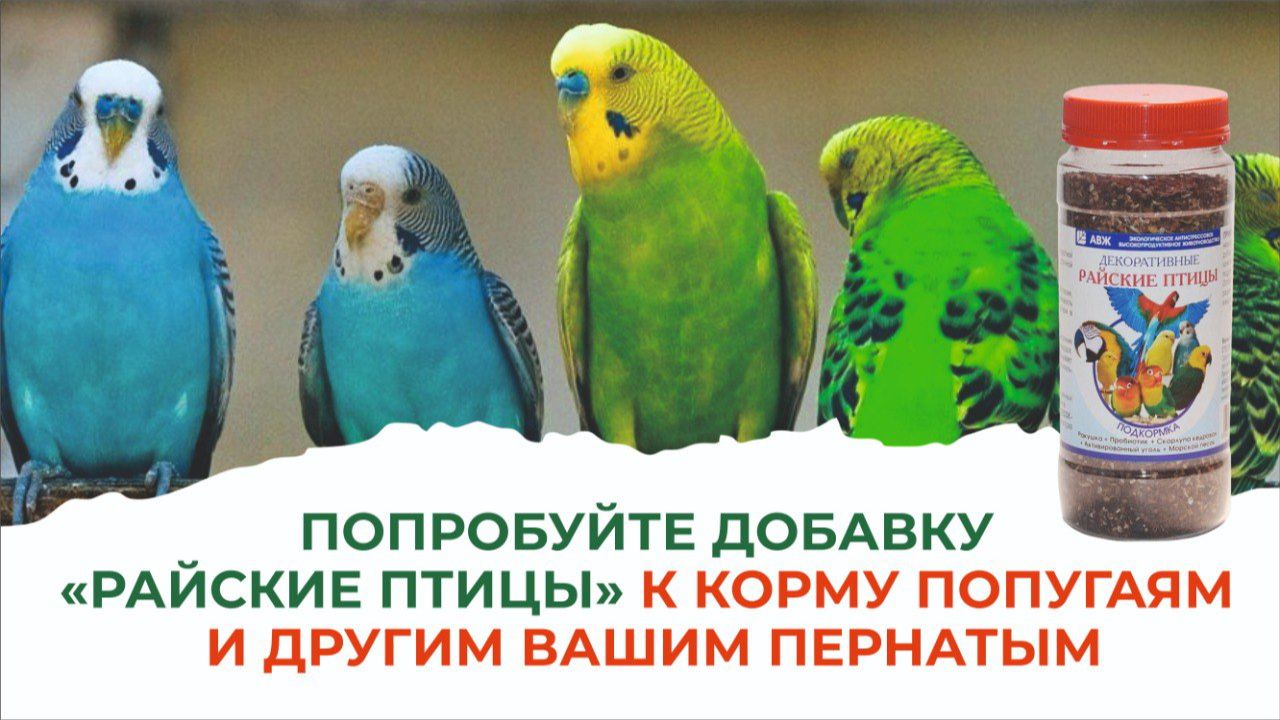 Подари попугаю хорошее настроение! Дай ему кормовую добавку «Райская птица» смотреть онлайн