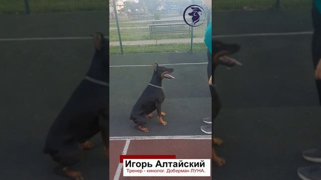Как дрессировать добермана? Кинолог Игорь Алтайский.