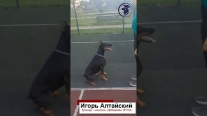 Как дрессировать добермана? Кинолог Игорь Алтайский.
