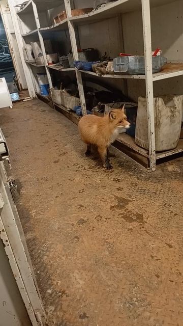 лиса в гостях смотреть онлайн