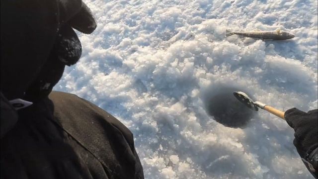 Ловля наваги на комбайны ТАВРИЧАНКА смотреть онлайн