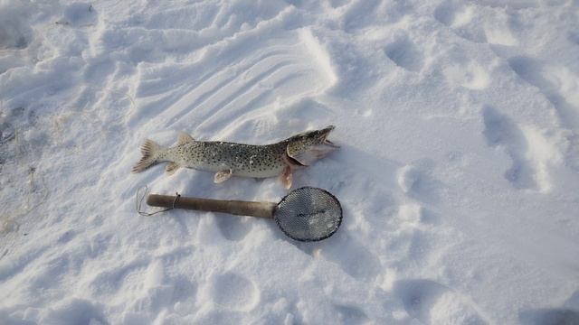 Поймалась щука на крючек. Живец чебак. Река зея смотреть онлайн