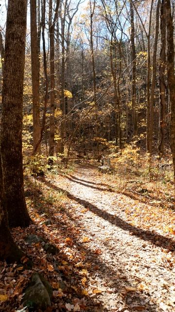 Осенний лес. смотреть онлайн