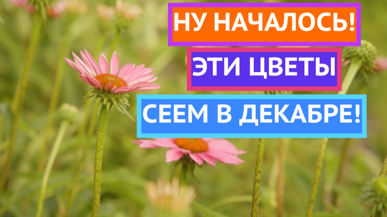 УСПЕЙТЕ ПОСЕЯТЬ ЭТИ ЦВЕТЫ НА РАССАДУ В ДЕКАБРЕ 2025! смотреть онлайн