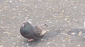 1000107110.mp4голуби дня.