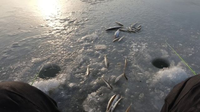 РЫБАЛКА НА ЛОВЧИЕ СНАСТИ / ЧУДО СНАСТЬ КОТОРАЯ КОСИТ РЫБУ #жекарыболов #рыбалка #рыбалкасольда смотреть онлайн