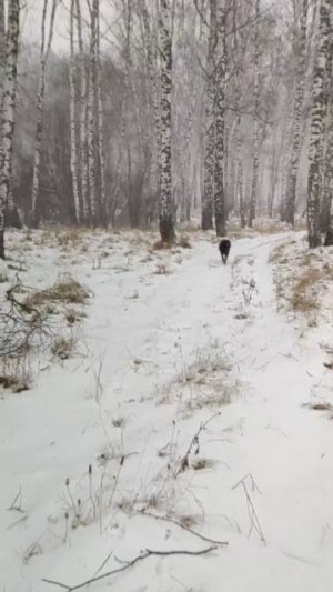 Канадский волк - гибрид.8 декабря 2025