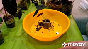 ЦВЕТОЧНЫЕ ДЕЛА И НЕМНОГО КАШПО.КОМНАТНЫЕ РАСТЕНИЯ(ЦВЕТЫ).