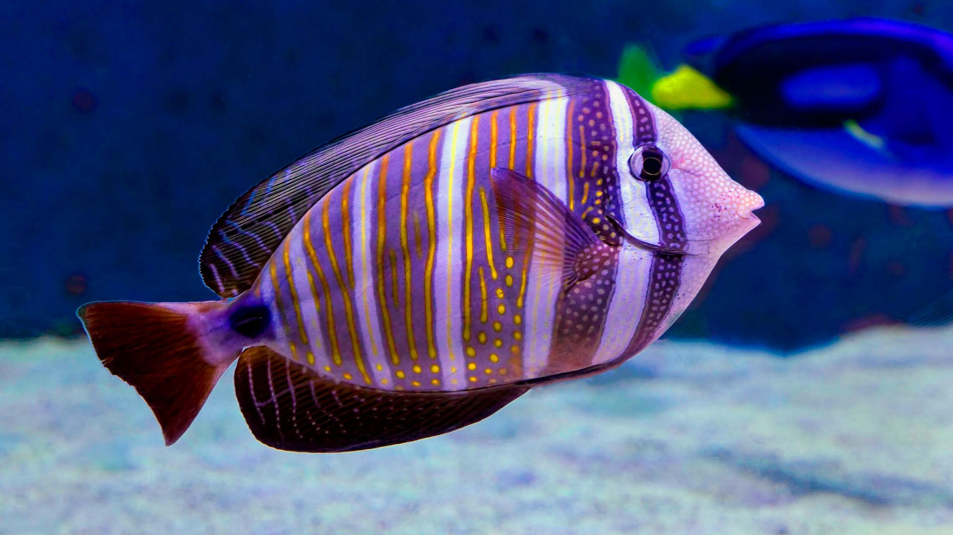 🐠 ОЧЕНЬ КРАСИВАЯ УСПОКАИВАЮЩАЯ МУЗЫКА ДЛЯ СНА 🎵 МЕДИТАТИВНАЯ РАССЛАБЛЯЮЩАЯ МУЗЫКА ДЛЯ ДУШИ смотреть онлайн