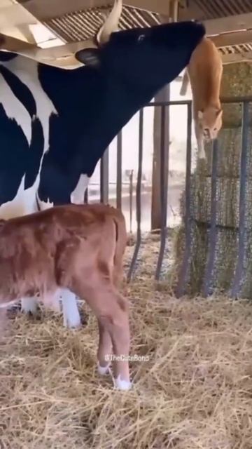 Кошка с теленком доит корову. 
#кот #корова #доит