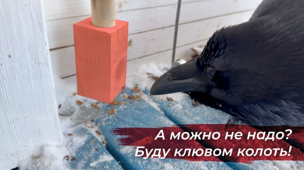 Орехокол в вольере для Гоши