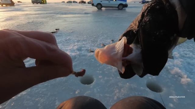 ЗИМНЯЯ РЫБАЛКА. Крупная НАВАГА отрывает блесна смотреть онлайн