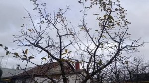 Как правильно работать со старой запущенной яблоней.