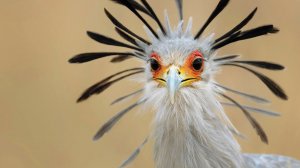 Птицы Африки: Невероятные Африканские Птицы | Документальный Фильм про Птиц