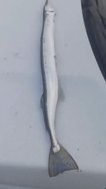 Первый есть #shorts #жекарыболов смотреть онлайн