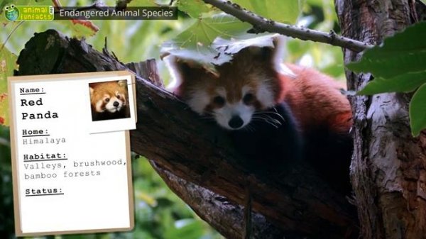 Endangered Animal Species - Animals for Kids - Educational Video