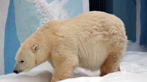 Герда вышла прогуляться 05.12.2025