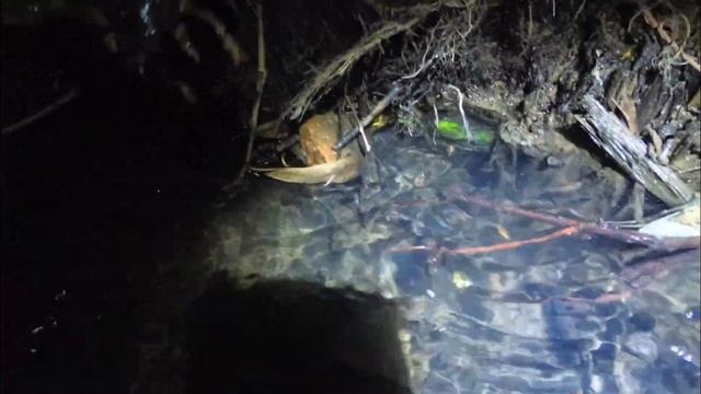 Охота на раков ночью руками и на раколовки.Crayfish hunting. смотреть онлайн