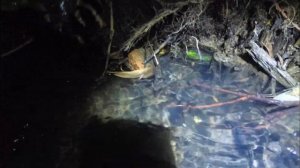Охота на раков ночью руками и на раколовки.Crayfish hunting.