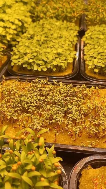 Домашняя грядка смотреть онлайн