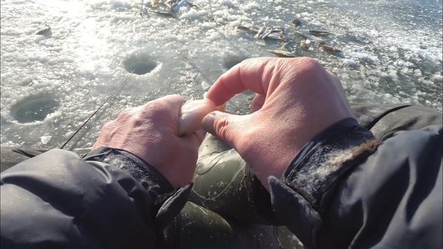 РЫБАЛКА. ОТЛИЧНЫЙ КЛЕВ. Подледный лов КАМБАЛЫ и НАВАГИ. смотреть онлайн