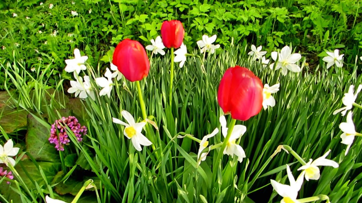 Нарцисы, тюльпаны, бодан и ветреница смотреть онлайн