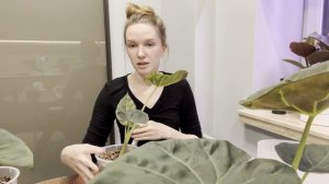 Как быстро растет Алоказия Регал Шилдс? Эксперимент! Месяц первый