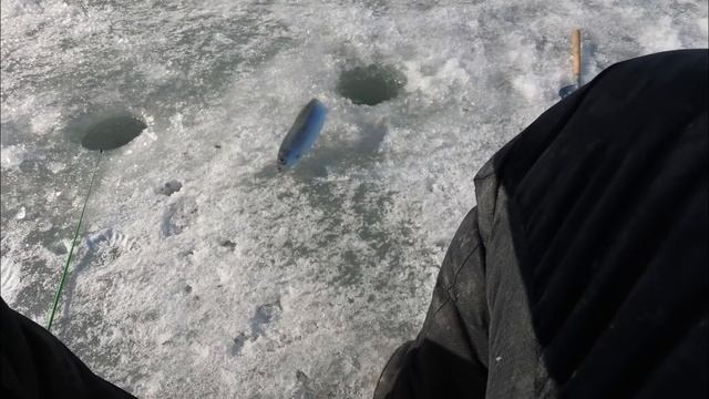 Закрыл сезон. Ловля СЕЛЁДКИ в Амурском заливе. смотреть онлайн