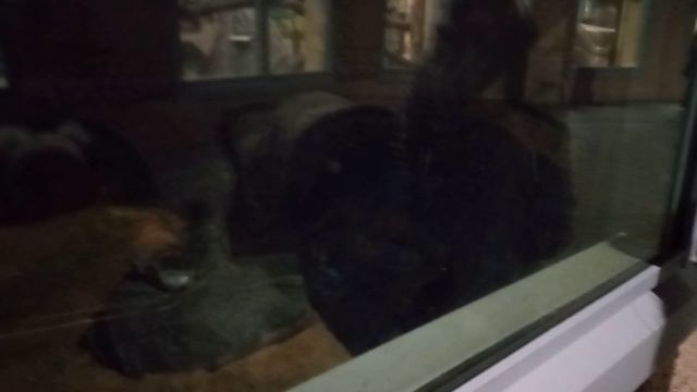 🦁лев из Пермскова зоопарка