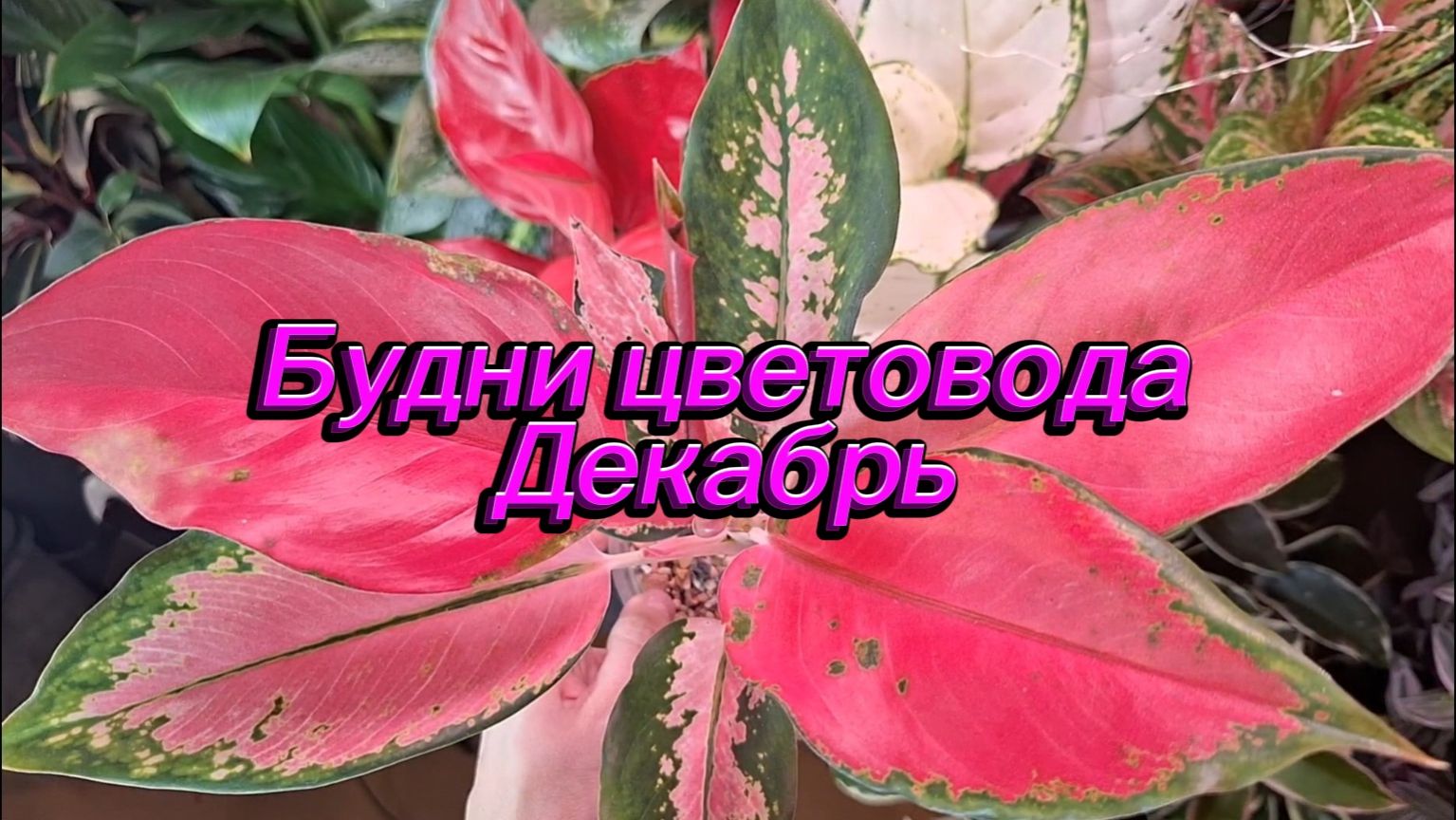 Будни цветовода. Пересадка монстеры и стрелиции, обзор ярких растений смотреть онлайн