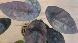 Алоказии в моей коллекции