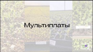 Питомник Фирсовых