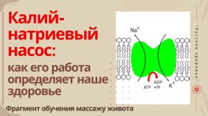 Калий-натриевый насос: как его работа определяет наше здоровье. Фрагмент обучения