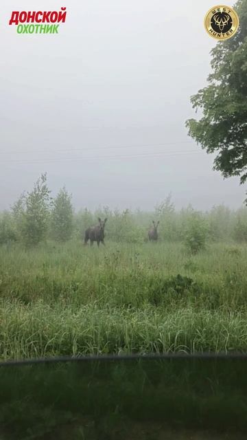 Охота на Лося - Поехал на охоту , а патроны забыл смотреть онлайн