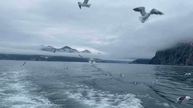 В бухте Русской смотреть онлайн