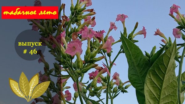 Выпуск #46 Хранение листа табака