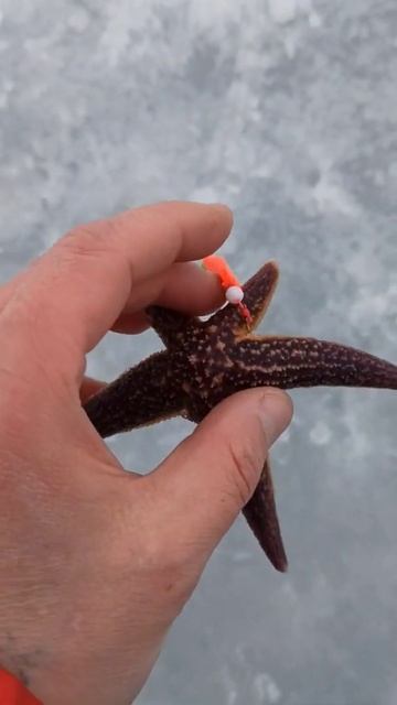 ПОПАЛАСЬ МОРСКАЯ ЗВЕЗДА #shorts #рыбалка #жекарыболов смотреть онлайн