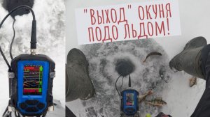 «Выход» окуня подо льдом - как это выглядит в реалиях и в эхолоте!