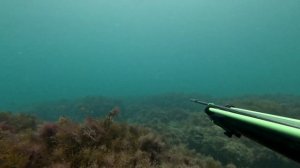 Подводная охота зимой в Анапе