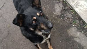 Кузя очень умный пëс.08.12.2025год. 6