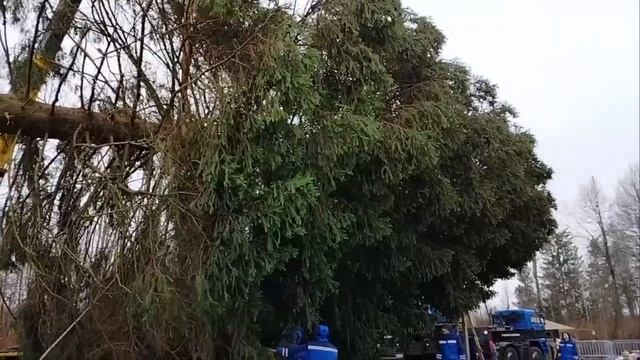 🌲Главную ёлку страны уже спилили — в среду вечером её доставят в Московский Кремль🌲 смотреть онлайн