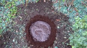 Посадка пиона осенью 🌸🌿🌸🌿🌸