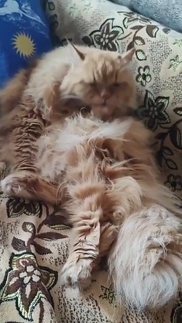 КотеЙка смотреть онлайн