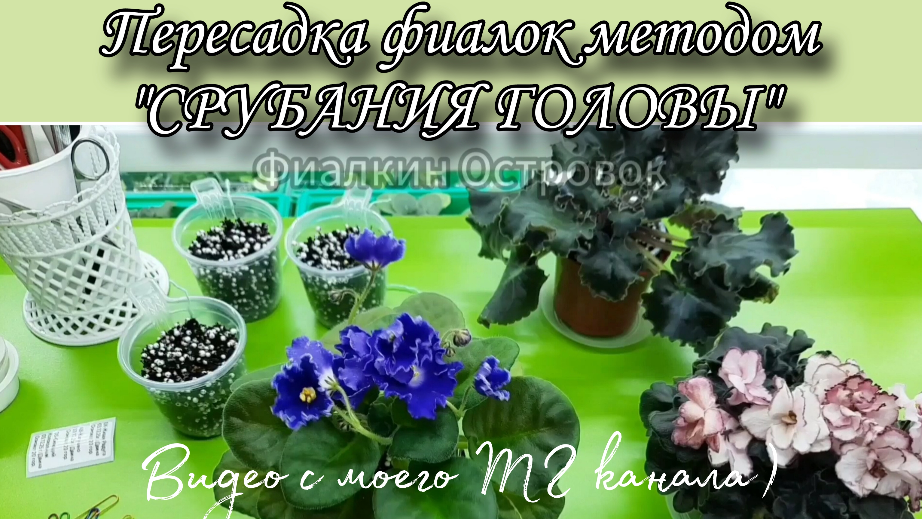 Пересадка фиалок / Переукоренение) смотреть онлайн